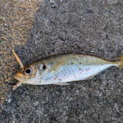 予定変更の淡路釣行
